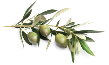 olive.png